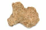 1 1/2 to 2 1/2" Devonian Fossil Tabulate Coral Piece - Photo 5